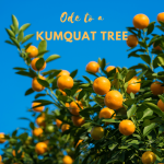 Ode to the Kumquat Tree